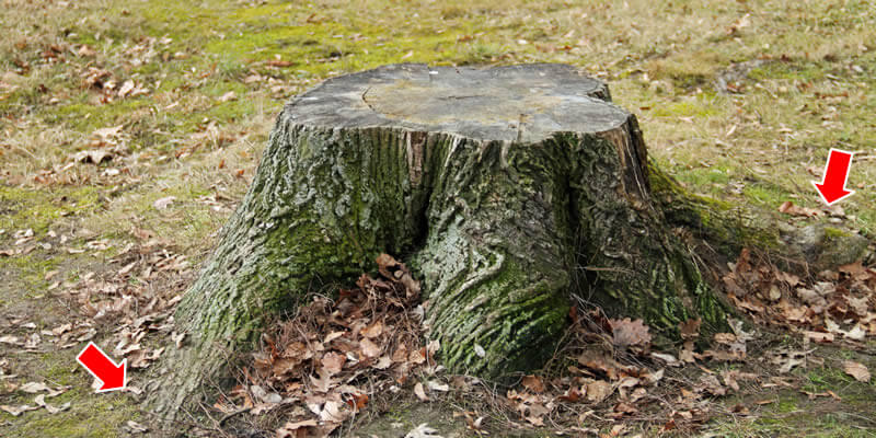tree stump with wide base roots